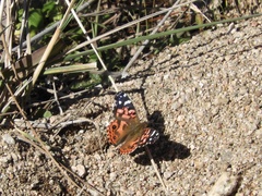 Vanessa braziliensis