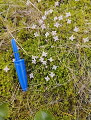 Oldenlandia salzmannii