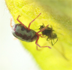 Balaustium