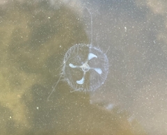 Craspedacusta sowerbii