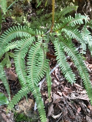 Sticherus squamulosus