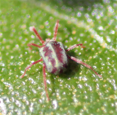 Balaustium