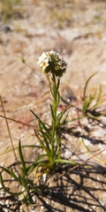 Cryptantha