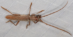 Aneflomorpha