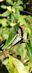 Pisaura