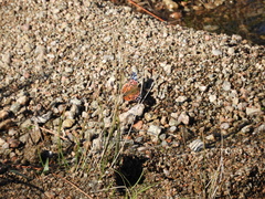 Vanessa braziliensis