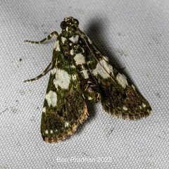 Termioptycha conjuncta