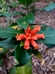 Burchellia bubalina