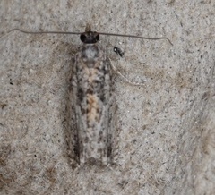 Epinotia nisella