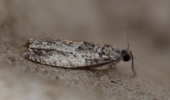 Epinotia nisella