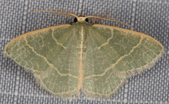 Chlorochlamys appellaria