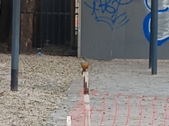Turdus rufiventris