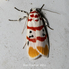 Cyana bellissima