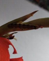 Helicoverpa armigera