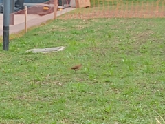 Furnarius rufus