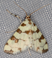 Conchylodes octonalis