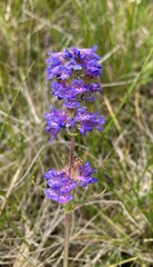 Penstemon