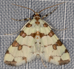 Conchylodes octonalis