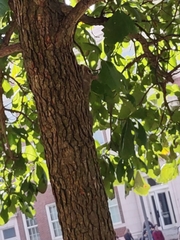 Sciurus carolinensis