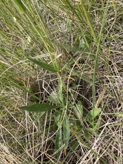 Penstemon