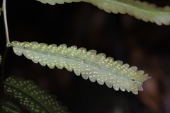 Dryopteris podophylla