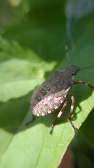 Carpocoris