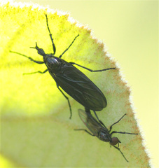 Dilophus