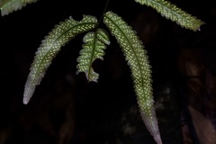 Dryopteris podophylla