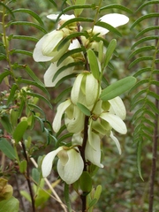 Asimina reticulata