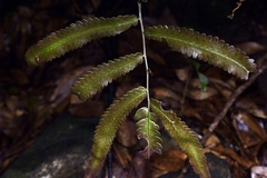 Dryopteris podophylla