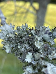 Parmotrema perforatum