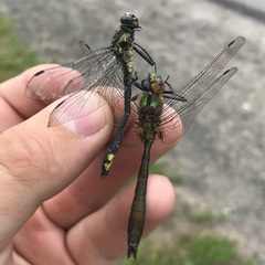 Gomphus vulgatissimus