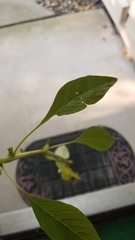 Amaranthus tuberculatus