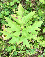 Heracleum maximum