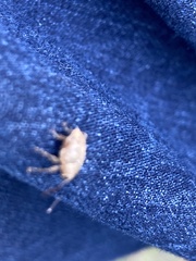 Curculio glandium