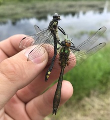 Gomphus vulgatissimus