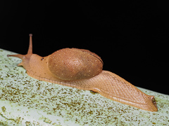 Megaustenia imperator