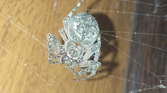 Larinioides ixobolus