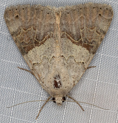 Drasteria scrupulosa