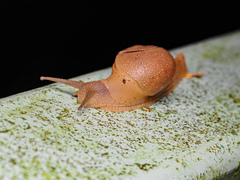 Megaustenia imperator