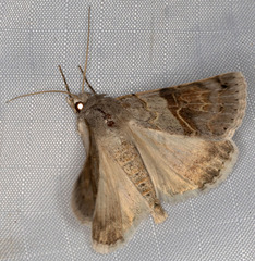Drasteria scrupulosa