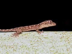 Gekko chinensis