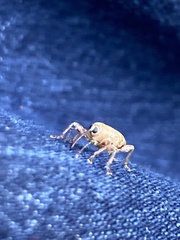 Curculio glandium