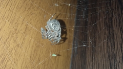 Larinioides ixobolus