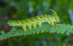 Polyura