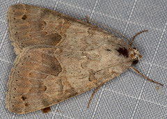 Drasteria scrupulosa