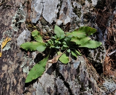Solidago simplex