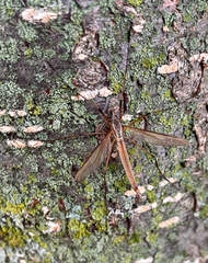 Tipula paludosa