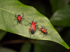 Dindymus sanguineus