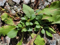 Solidago simplex